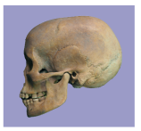 modern skull 2.png